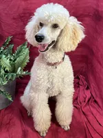 Bolt, a male Poodle - Miniature  for sale in Creston, IA – Photo 7 of 9