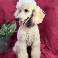 Bolt, a male Poodle - Miniature  for sale in Creston, IA – Photo 5 of 9