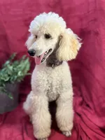 Bolt, a male Poodle - Miniature  for sale in Creston, IA – Photo 5 of 9