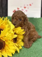 Que, a female Poodle - Miniature  for sale in Creston, IA – 8 of 10