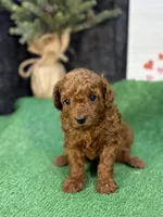 Que, a female Poodle - Miniature  for sale in Creston, IA – 6 of 10