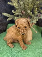 Quip, a male Poodle - Miniature  for sale in Creston, IA – 4 of 6