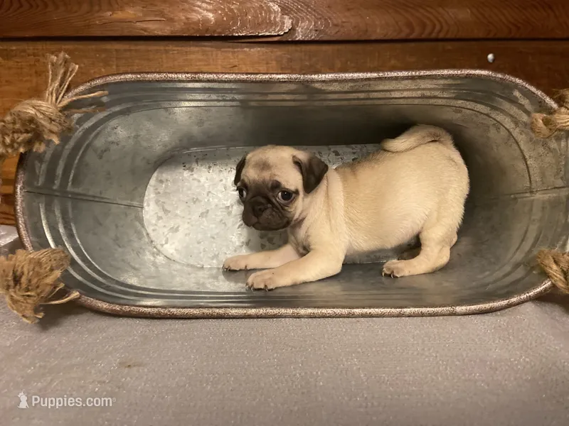 Apricot – Pug puppy for sale in Fort Hood, TX