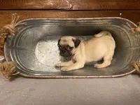 Apricot, a female Pug for sale in Fort Hood, TX – 1 of 4