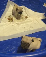 Apricot, a female Pug for sale in Fort Hood, TX – 3 of 4