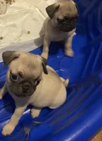 Apricot, a female Pug for sale in Fort Hood, TX – 2 of 4