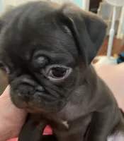 Piper , a female Pug for sale in Fort Hood, TX – 2 of 2