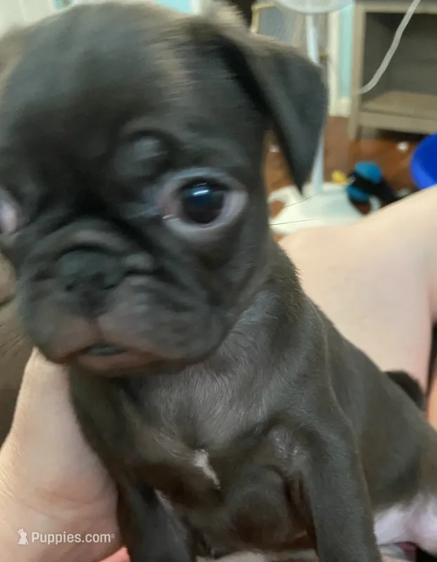 Piper  – Pug puppy for sale in Fort Hood, TX