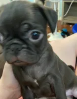 Piper , a female Pug for sale in Fort Hood, TX – 1 of 2