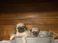 Apricot, a female Pug for sale in Fort Hood, TX – 4 of 4