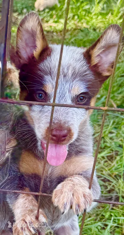 Dos – Australian Cattle Dog puppy for sale in Morton, MS