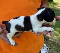 Sweet pea, a female Jack Russell Terrier for sale in Morton, MS – 7 of 8