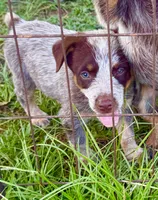 Tres, a male Australian Cattle Dog for sale in Morton, MS – 2 of 3