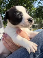 Sweet pea, a female Jack Russell Terrier for sale in Morton, MS – 3 of 8
