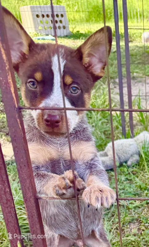 Uno – Australian Cattle Dog puppy for sale in Morton, MS