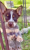 Uno, a male Australian Cattle Dog for sale in Morton, MS – 1 of 3