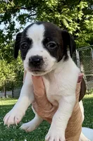Sweet pea, a female Jack Russell Terrier for sale in Morton, MS – 2 of 8