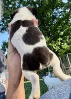 Sweet pea, a female Jack Russell Terrier for sale in Morton, MS – 4 of 8