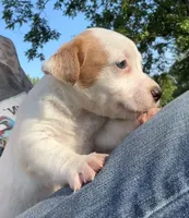 Cheeto, a male Jack Russell Terrier for sale in Morton, MS – 5 of 7
