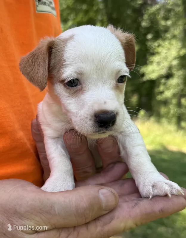 Cheeto – Jack Russell Terrier puppy for sale in Morton, MS