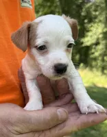 Cheeto, a male Jack Russell Terrier for sale in Morton, MS – 1 of 7