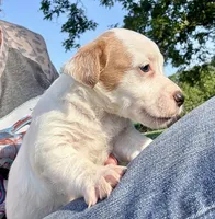 Cheeto, a male Jack Russell Terrier for sale in Morton, MS – 7 of 7