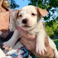 Cheeto, a male Jack Russell Terrier for sale in Morton, MS – 6 of 7
