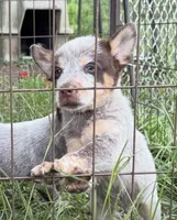 Dos, a male Australian Cattle Dog for sale in Morton, MS – 3 of 3