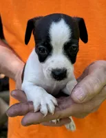Sweet pea, a female Jack Russell Terrier for sale in Morton, MS – 5 of 8