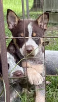 Uno, a male Australian Cattle Dog for sale in Morton, MS – 3 of 3