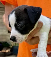 Sweet pea, a female Jack Russell Terrier for sale in Morton, MS – 8 of 8