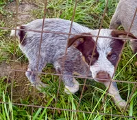 Tres, a male Australian Cattle Dog for sale in Morton, MS – 3 of 3