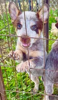 Dos, a male Australian Cattle Dog for sale in Morton, MS – 2 of 3