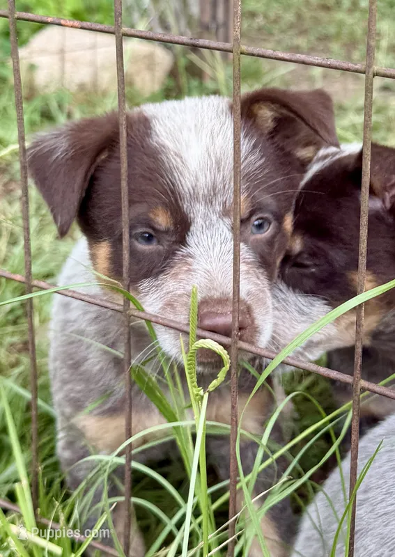 Tres – Australian Cattle Dog puppy for sale in Morton, MS