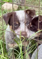 Tres, a male Australian Cattle Dog for sale in Morton, MS – 1 of 3