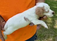 Cheeto, a male Jack Russell Terrier for sale in Morton, MS – 4 of 7