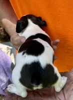 Sweet pea, a female Jack Russell Terrier for sale in Morton, MS – 6 of 8