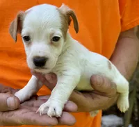 Cheeto, a male Jack Russell Terrier for sale in Morton, MS – 2 of 7