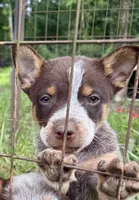 Uno, a male Australian Cattle Dog for sale in Morton, MS – 2 of 3
