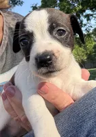 Sweet pea, a female Jack Russell Terrier for sale in Morton, MS – 1 of 8