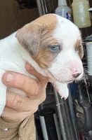 Feankie, a male Jack Russell Terrier for sale in Morton, MS – Photo 2 of 3