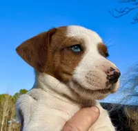 Frankie, a male Jack Russell Terrier for sale in Morton, MS – Photo 2 of 7