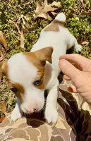 Frankie, a male Jack Russell Terrier for sale in Morton, MS – Photo 7 of 7