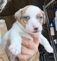 Feankie, a male Jack Russell Terrier for sale in Morton, MS – Photo 1 of 3