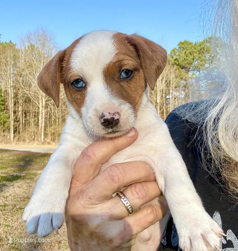 Frankie, a male Jack Russell Terrier for sale in Morton, MS – Photo 1 of 7