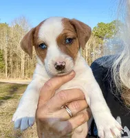 Frankie, a male Jack Russell Terrier for sale in Morton, MS – Photo 1 of 7