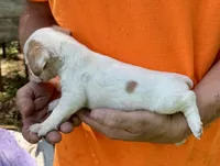 Cheeto, a male Jack Russell Terrier for sale in Morton, MS – 3 of 7