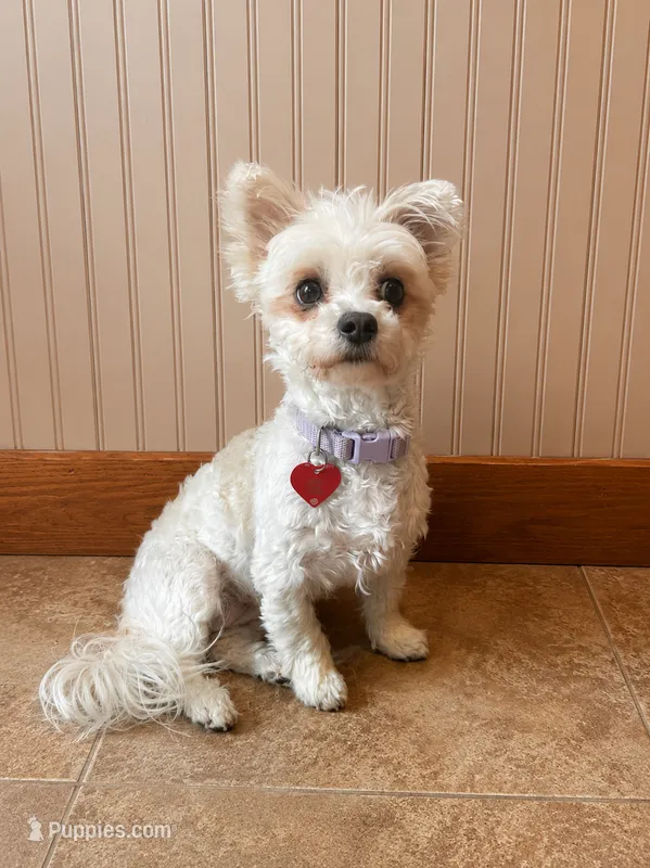 Baileys Irish cream , a female Yorkshire Terrier and Poodle - Toy  for sale in Woodsville, NH – 1 of 1