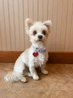 Baileys Irish cream , a female Yorkshire Terrier and Poodle - Toy  for sale in Woodsville, NH – 1 of 1