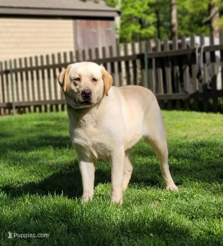 Tilly  – Labrador Retriever puppy for sale in Woodsville, NH